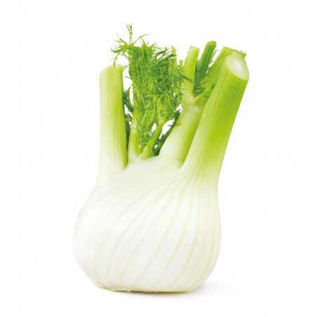 finocchio