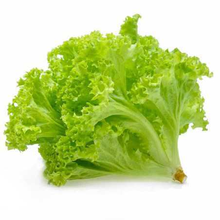 insalata gentilina