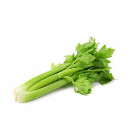 sedano verde