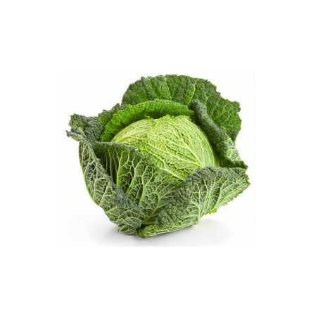 cavolo verza