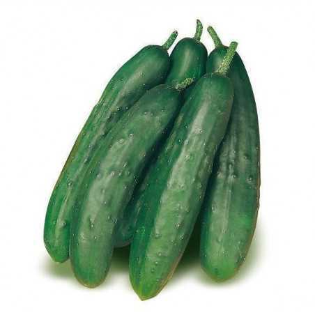 cetrioli